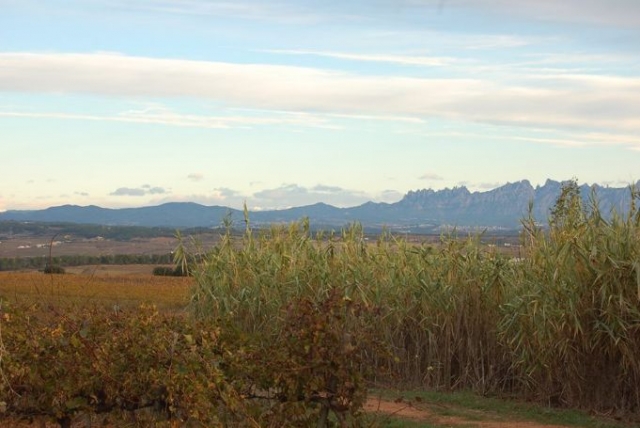  vigne con montagne sullo sfondo 